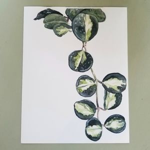 Hoya Botanical Fine Art Print